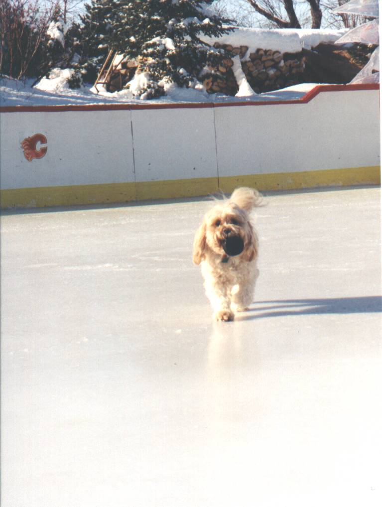 Where should I drop this puck, guys?